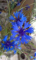 Centaurea cyanus